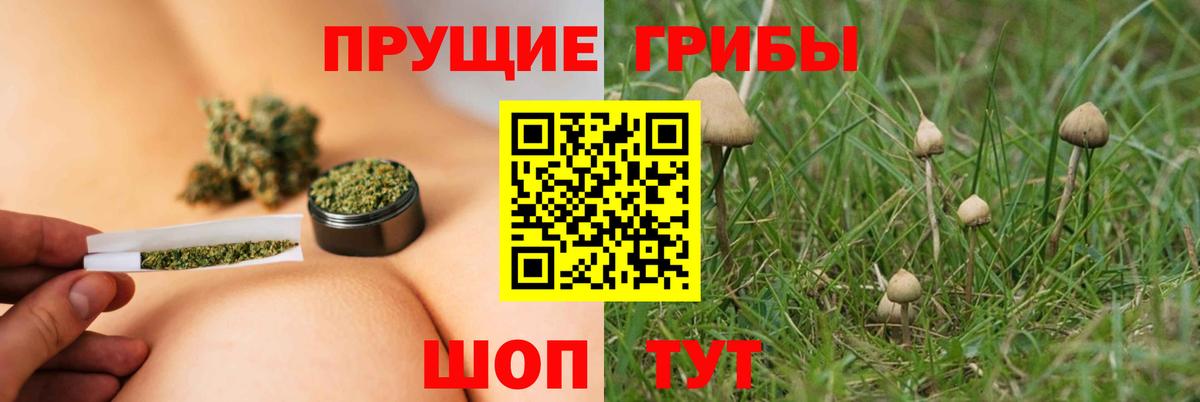 Норильск  Галлюциногенные грибы Psilocybe  Вход с VPN 